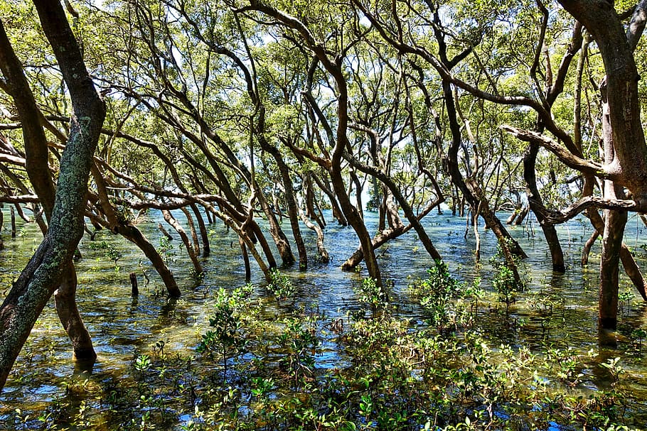 manglares durante el día, arboles, pantano, ambiente, verde, humedal, reserva, escénico, naturaleza, agua, bosque, paisaje, parque, desierto, árbol, planta, tranquilidad, belleza en la naturaleza, escena tranquila, paisajes - naturaleza, crecimiento, tierra, nadie, día, rama, color verde, luz del sol, al aire libre, tronco de arbol, escena no urbana, treelined, 5K