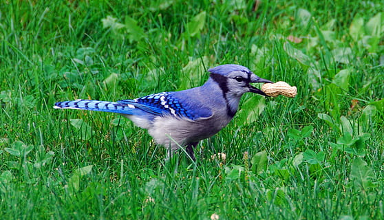modrý, datel, arašíd, travnaté hřiště, tráva, pole, pták, bluejay, sojka, volně žijících živočichů, divoký, barvitý, ornitologie, birding, Kanada, nový Brunswick, jednoho zvířete, zvířat, zvířata ve volné přírodě, zvíře, obratlovců, rostlina, zelená barva, nikdo, přistát, Příroda, den, selektivní zaměření, krása v přírodě, růst, boční pohled, venku, 1080P, CC0, veřejná doména, bez autorských práv