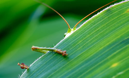 vert, insecte, derrière, feuille, œil, sauterelle, caché, cache-cache, macro, la nature, de plein air, couleur verte, partie de la plante, invertébré, thèmes animaux, plante, la faune des animaux, fermer, animal, un animal, animaux à l'état sauvage, personne, journée, fourmi, en plein air, mise au point sélective, croissance, partie du corps de l'animal, feuilles, feuille de palmier, 1080P, CC0, domaine public, libre de droits