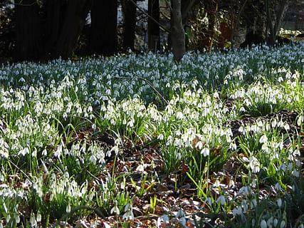 bucaneve, foresta, primavera, primavera bucaneve, natura, pianta, crescita, pianta fiorita, fiore, bellezza nella natura, terra, freschezza, vulnerabilità, campo, fragilità, nessuno, giorno, colore verde, la tranquillità, albero, avvicinamento, all'aperto, luce del sole, abbondanza, letto di fiori, 4K, CC0, dominio pubblico, privo di copyright
