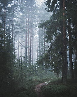 mattina, camminare, foresta, sentiero, verde, foglia, alto, alberi, albero, nebbia, natura, all'aperto, spaventoso, bosco, misterioso, orrore, le foglie, lunatico, umore, buio, escursioni a piedi, pianta, terra, tronco, scena tranquilla, tronco d'albero, crescita, la tranquillità, bellezza nella natura, giorno, scena non urbana, scenics - natura, nessuno, ambiente, albero di conifere, 4K, CC0, dominio pubblico, privo di copyright