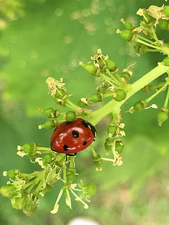 marieta, insecte, mosca de salmorra, planta, temes d'animals, escarabat, un animal, animal, vermell, invertebrat, part de la planta, full, naturalesa, primer pla, animals a la natura, fauna animal, color verd, cap gent, dia, centrar-se en primer pla, creixement, a l'aire lliure, petit, 2K, CC0, domini públic, lliure de regalies