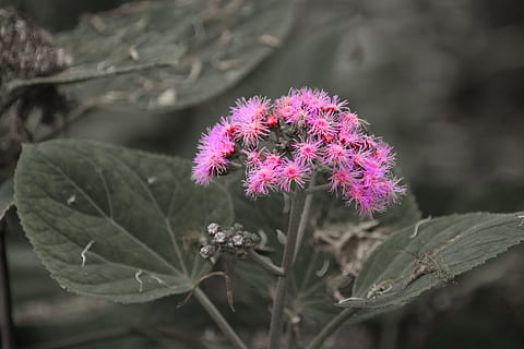květ, nachový, rostlina, panicle, Příroda, vůně, růžový, flóra, nikdo, růst, křehkost, kvetoucí rostlina, svěžest, krása v přírodě, detail, květu hlavy, květenství, růžová barva, zranitelnost, list, rostlinné části, okvětní lístek, bodlák, zaměřit se na popředí, venku, jaro, 4K, CC0, veřejná doména, bez autorských práv