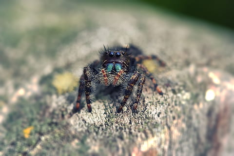 piccolo ragno, macro, minuscolo, ragno, natura, poco, insetto, predatore, vicino, Pericolo, animale, aracnide, piccolo, peloso, giardino, veleno, web, occhio, verde, pericoloso, pauroso, animali allo stato selvatico, fauna selvatica, un animale, temi animali, invertebrato, messa a fuoco selettiva, artropodo, ragno saltatore, terra, giorno, avvicinamento, nessuno, all'aperto, zoologia, campo, occhio animale, 2K, CC0, dominio pubblico, privo di copyright