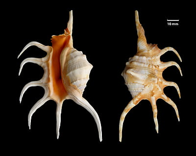 dos, corals, negre, superfície, shell, cargol de potes, lambis crocata, closca de cargol, mare de perla, petxina de mar, cargol d'aranya taronja, lambis, strombidae, meeresbewohner, fons negre, tir de l'estudi, a l'interior, cap gent, animal, temes d'animals, primer pla, fauna animal, tallar, color negre, menjar i beguda, menjar, un animal, dos objectes, patró, tres objectes, naturalesa, costat a costat, 4K, CC0, domini públic, lliure de regalies
