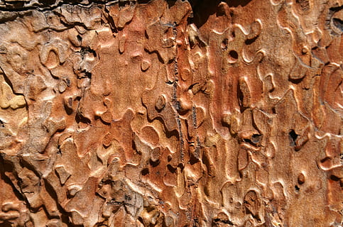 patró, estructura, fusta, marró, naturalesa, rock - object, geologia, fòssil, marc complet, fons, cap gent, primer pla, menjar i beguda, menjar dolç, menjar, xocolata, frescor, postres, textura, natura morta, indulgència, temptació, dia, al forn, a l'interior, dolç, berenar, pastís de xocolata, 1080P, CC0, domini públic, lliure de regalies