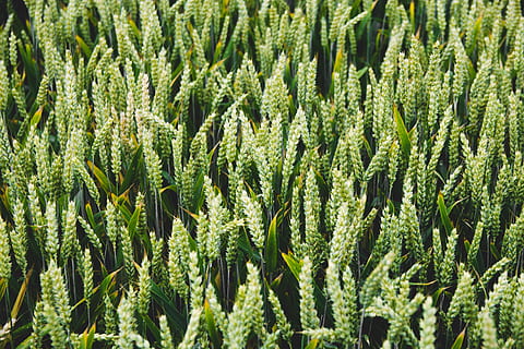 Gerste, Brot, Müsli, Mais, Kornfeld, Landschaft, Ackerland, Feld, Wachstum, Ernte, ländlich, Roggen, Samen, Sonne, Weizen, Pflanze, grüne Farbe, Hintergründe, Vollbild, keine Leute, Schönheit in der Natur, Tag, Natur, Land, Landwirtschaft, Nahansicht, Lebensmittel, Essen und Trinken, draußen, Blatt, Kraut, Fülle, Baum, 5K, CC0, gemeinfrei, lizenzfrei