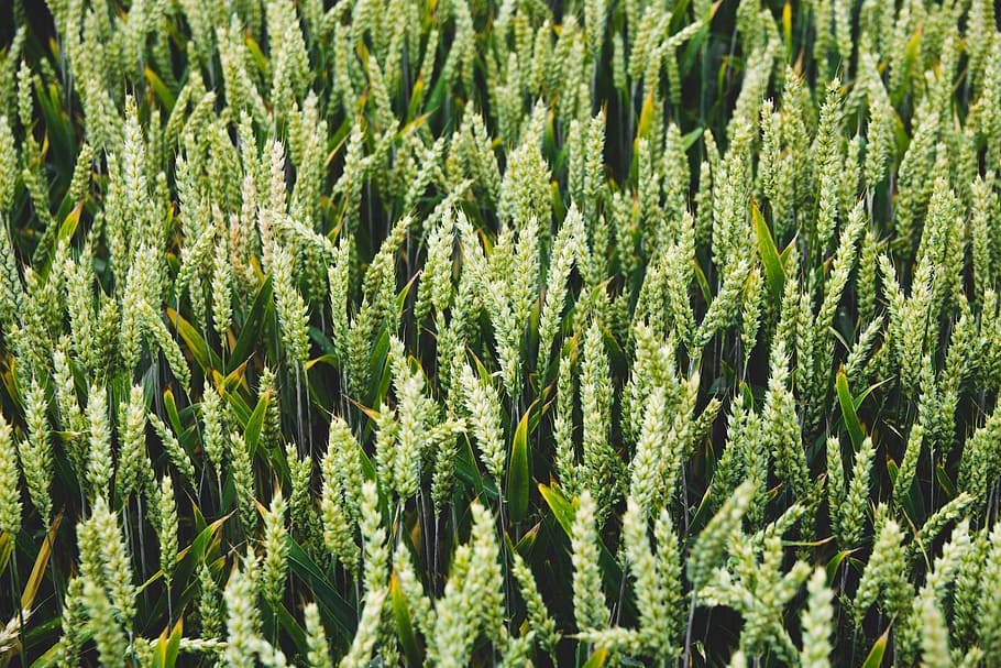Gerste, Brot, Müsli, Mais, Kornfeld, Landschaft, Ackerland, Feld, Wachstum, Ernte, ländlich, Roggen, Samen, Sonne, Weizen, Pflanze, grüne Farbe, Hintergründe, Vollbild, keine Leute, Schönheit in der Natur, Tag, Natur, Land, Landwirtschaft, Nahansicht, Lebensmittel, Essen und Trinken, draußen, Blatt, Kraut, Fülle, Baum, 5K