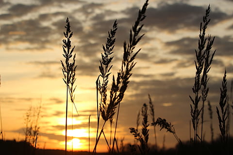 sol, posta de sol, cel de la nit, herba, abendstimmung, cel, Sol ponent, planta, creixement, bellesa a la natura, agricultura, naturalesa, cultiu, núvol - cel, tranquil·litat, planta de cereals, camp, cap gent, primer pla, paisatge, escena rural, color taronja, granja, centrar-se en primer pla, escenics - natura, a l'aire lliure, tija, 5K, CC0, domini públic, lliure de regalies