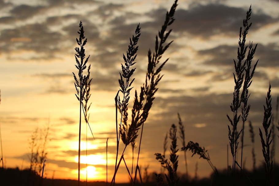 sol, posta de sol, cel de la nit, herba, abendstimmung, cel, Sol ponent, planta, creixement, bellesa a la natura, agricultura, naturalesa, cultiu, núvol - cel, tranquil·litat, planta de cereals, camp, cap gent, primer pla, paisatge, escena rural, color taronja, granja, centrar-se en primer pla, escenics - natura, a l'aire lliure, tija, 5K