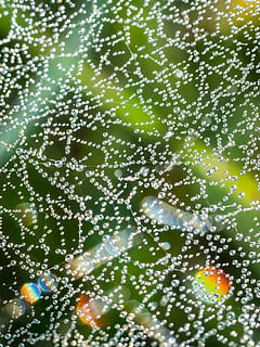 spindelvæv, dryppe, dug, dugdråbe, spektrum, brydning, reflekser, beaded, dråbe vand, vand, netværk, mystisk, magiske, struktur, efterår, dråbe, ingen mennesker, tæt på, fuld ramme, våd, baggrunde, natur, skrøbelighed, udendørs, edderkoppespind, sårbarhed, mønster, skønhed i naturen, friskhed, abstrakt, dag, fokus på forgrunden, regndråbe, renhed, 1080P, CC0, offentligt domæne, royaltyfrie