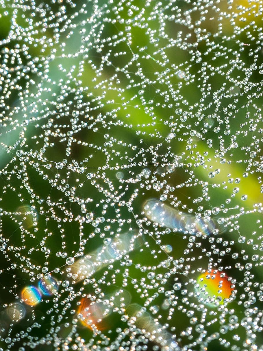 pavučina, odkapávat, rosa, dewdrop, spektrum, lom světla, reflexy, korálky, kapka vody, voda, síť, mystický, magický, struktura, podzim, pokles, nikdo, detail, celý rám, mokré, pozadí, Příroda, křehkost, venku, pavoučí síť, zranitelnost, vzor, krása v přírodě, svěžest, abstraktní, den, zaměřit se na popředí, dešťová kapka, čistota, 1080P