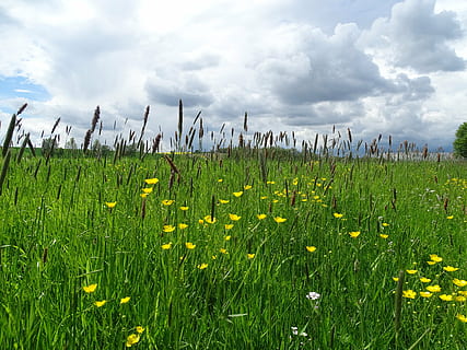 wolken, weide, landschap, natuur, hemel, zomerlucht, toneel-, gras, wolk - lucht, fabriek, groei, veld-, land-, schoonheid in de natuur, groene kleur, bloem, kalmte, landbouw, geen mensen, milieu, dag, landelijke scène, bloeiende plant, gewas, buitenshuis, 5K, CC0, publiek domein, royaltyvrij