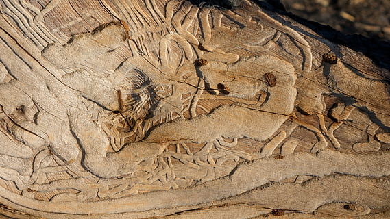 struttura, sfondo, legna, abbaiare, albero, strato, design, grungy, anziano, esposto, natura, terra, fossile, antico, Marrone, nessuno, modello, tronco d'albero, legno - materiale, estinto, giorno, rappresentazione animale, all'aperto, pianta, creatività, arte e artigianato, mestiere, tronco, avvicinamento, paleontologia, clima arido, clima, archeologia, 5K, CC0, dominio pubblico, privo di copyright