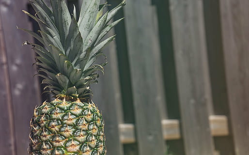 hegn, frugt, ananas, sommer, sommer vibes, sommertid, tropisk, tropisk frugt, ingen mennesker, tæt på, mad, dag, udendørs, friskhed, mad og drikke, sund kost, fokus på forgrunden, velvære, vækst, grøn farve, plante, blad, natur, mønster, plante del, 5K, CC0, offentligt domæne, royaltyfrie