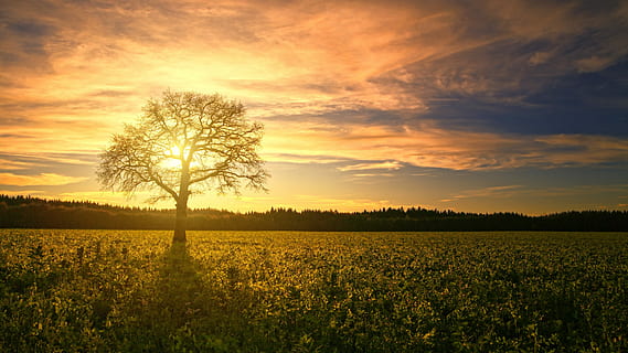 bar, træ, midten, solsikkefelt, solnedgang, Mark, sol, daggry, panorama, baglygte, silhuet, landskab, natur, himmel, skyer, landbrug, efterår, vinter, plante, skønhed i naturen, miljø, scenics - natur, jord, ro, rolig scene, vækst, sky - himmel, landlige scene, orange farve, ingen mennesker, udendørs, 4K, CC0, offentligt domæne, royaltyfrie