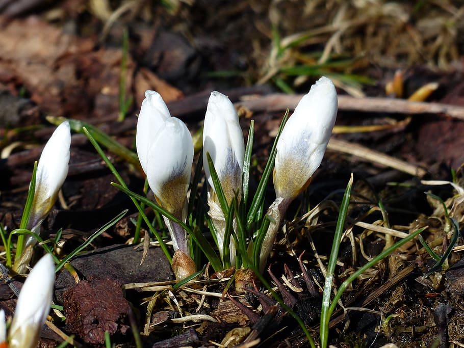şofran, floare albă, a inflori, inflori, alb, floare, Podea de lemn, primăvară, harbinger al primăverii, natură, schwertlilie gewaechs, crocus de primăvară, floră, a închide, ghiocel, creştere, fragilitate, camp, plantă, frumusețe în natură, teren, culoare alba, zi, nici o persoana, vulnerabilitate, prospeţime, planta cu flori, să se concentreze asupra primelor elemente, petală, vedere în unghi mare, ciupercă, cap de floare, 4K