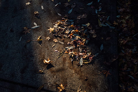 fotografía, colores variados, superficie, pila, seco, suelo, otoño, hojas, pavimento, sombra, al aire libre, naturaleza, hoja, imagen en color, nadie, día, gran grupo de animales, temas de animales, parte de la planta, vista de alto ángulo, tierra, cambio, belleza en la naturaleza, campo, que cae, tranquilidad, directamente arriba, planta, luz del sol, de cerca, 4K, CC0, dominio público, libre de derechos