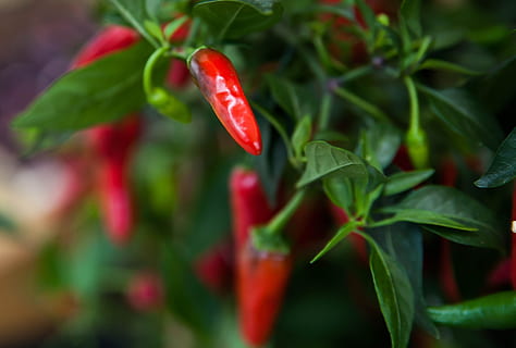 Peperoni, Scharf, rot, Gemüse, Essen und Trinken, Lebensmittel, würzen, Chili-Pfeffer, Blatt, Frische, Pflanzenteil, Wachstum, Pflanze, Pfeffer, grüne Farbe, gesundes Essen, rote Chilischote, Nahansicht, keine Leute, Natur, Landwirtschaft, Wohlbefinden, draußen, reif, 2K, CC0, gemeinfrei, lizenzfrei
