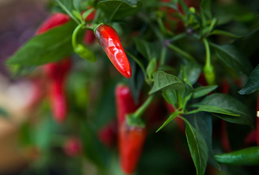 Peperoni, Scharf, rot, Gemüse, Essen und Trinken, Lebensmittel, würzen, Chili-Pfeffer, Blatt, Frische, Pflanzenteil, Wachstum, Pflanze, Pfeffer, grüne Farbe, gesundes Essen, rote Chilischote, Nahansicht, keine Leute, Natur, Landwirtschaft, Wohlbefinden, draußen, reif, 2K