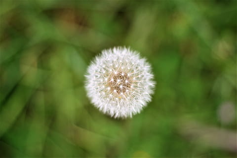 vicino, foto, fiore di tarassaco, dente di leone bianco, dente di leone, fiore, verde, natura, pianta, avvicinamento, estate, seme, macro, soffice, fiore singolo, primavera, erba, bellezza nella natura, all'aperto, crescita, fragilità, pianta fiorita, vulnerabilità, freschezza, infiorescenza, nessuno, testa di fiore, concentrarsi sulle conoscenze acquisite, giorno, Fiore di campo, Colore bianco, semi di dente di leone, morbidezza, 4K, CC0, dominio pubblico, privo di copyright