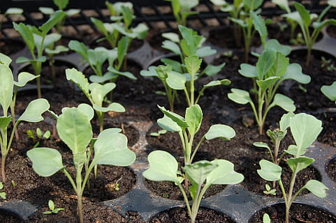 green leafed plant, seedling, cabbage, why, plants, green, from the garden, vegetable, growth, leaf, plant part, plant, beauty in nature, green color, dirt, field, land, nature, no people, beginnings, freshness, day, food, close-up, new life, agriculture, outdoors, gardening, plantation, plant nursery, mud, 2K, CC0, public domain, royalty free