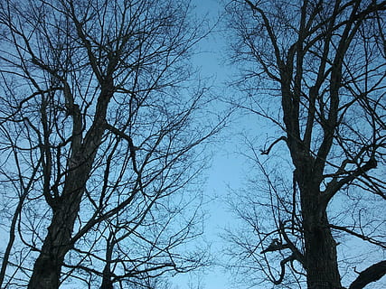 ahorn, træ, forår, blå, himmel, afdeling, grene, natur, bare træ, lav vinkel visning, plante, ingen mennesker, ro, skønhed i naturen, bagagerum, træstamme, udendørs, dag, vinter, silhuet, skyfri himmel, scenics - natur, kold temperatur, træ baldakin, 2K, CC0, offentligt domæne, royaltyfrie