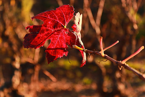 foglia, vite, provence, autunno, parte vegetale, rosso, pianta, natura, albero, modificare, bellezza nella natura, all'aperto, avvicinamento, luce del sole, nessuno, concentrarsi sulle conoscenze acquisite, ramo, giorno, ramoscello, terra, la tranquillità, crescita, collezione autunnale, foglia di acero, 5K, CC0, dominio pubblico, privo di copyright