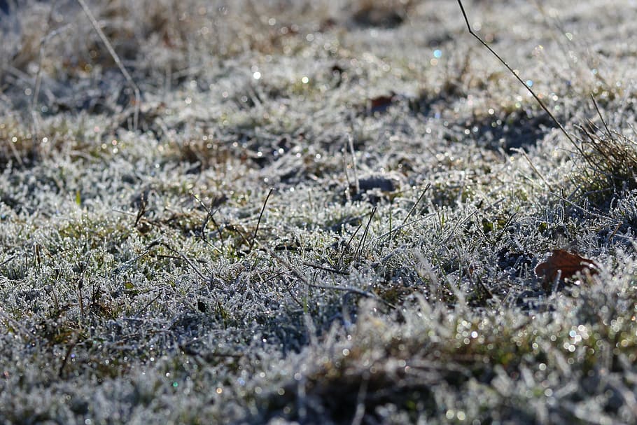 gelades, gel, fred, hivern, gelat, cargol, congelat, glacera, naturalesa, paisatge, demà, blanc, superfície, drop ze, zing, per sota de zero, camp, herba, caminar, passejar pel camp, terra, enfocament selectiu, planta, cap gent, dia, temperatura de fred, primer pla, creixement, neu, tranquil·litat, a l'aire lliure, vista d’angle alt, llum solar, bellesa a la natura, 5K