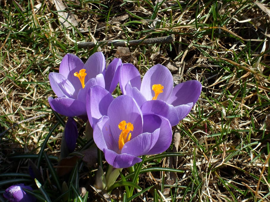 krokus, forår blomster, vores tegn, forår, natur, blomster, farver, blomst, blomstrende plante, plante, sårbarhed, kronblad, friskhed, skrøbelighed, lilla, iris, skønhed i naturen, Mark, vækst, jord, tæt på, blomsterhoved, blomsterstand, dag, græs, ingen mennesker, udendørs, pollen, 2K