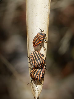Käfer, Orangen, Bugs, Blatt, Makro, Dreier, Insekt, Natur, Tier, Tierwelt, Nahansicht, wirbellos, Tiere in freier Wildbahn, Tierthemen, ein Tier, Fokus auf den Vordergrund, Tag, keine Leute, Tierflügel, Kokon, Pflanze, draußen, Schönheit in der Natur, Tiermarkierungen, Schmetterling - Insekt, 2K, CC0, gemeinfrei, lizenzfrei