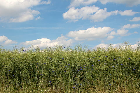 Wolken, Wolke, Kumuluswolken, Blau, Stahlblau, sonnig, wunderschönen, Sommer-, Feld, Landwirtschaft, Ernte, Pflanze, wolke - himmel, Himmel, Schönheit in der Natur, Wachstum, Land, Ruhe, grüne Farbe, Natur, Tag, ruhige Szene, Landschaft, Szenen - Natur, Umgebung, keine Leute, Blume, Gras, Nicht-städtische Szene, blühende Pflanze, draußen, Plantage, 5K, CC0, gemeinfrei, lizenzfrei