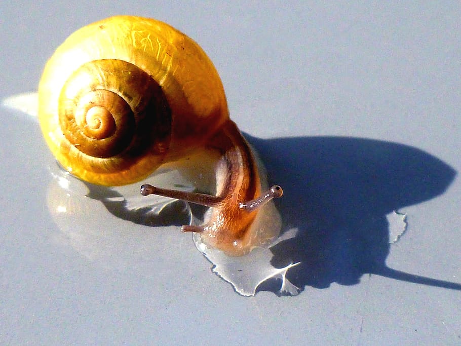 hlemýžď, shell, sonda, měkkýš, Příroda, stvoření, zavřít, pomalu, spirála, zvíře, plazit se, zahrada, zahradní šnek, zahradní obyvatel, letní, zvířat, jednoho zvířete, zvířata ve volné přírodě, detail, zvířecí shell, nikdo, bezobratlý, plži, vysoký úhel pohledu, den, stín, uvnitř, slunečního světla, námořní, 4K