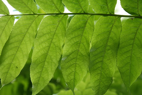 blad, grønn, blad fronds, baklys, bladribber, pterocarya fraxinifolia, løvtrær, vingemutter, valnøttavling, valnøttfamilien, vingenøtt, makro, Lukk, plante del, grønn farge, anlegg, nærbilde, vekst, natur, skjønnhet i naturen, dag, ingen folk, full ramme, bladvein, utendørs, bakgrunn, friskhet, frodig løvverk, naturlig mønster, løvverk, ro, tre, blader, 5K, CC0, offentlig domene, opphavsrett gratis