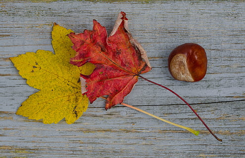 caure, fulles, castanya, vermell, groc, maple, tardor, fulles de tardor, temporada, caiguda de fulles de fons, colorit, estacional, octubre, decoració, acció de gràcies, collita, de novembre, full, part de la planta, material de fusta, natura morta, canvi, taula, cap gent, directament a sobre, vista d’angle alt, primer pla, fulla d'auró, a l'interior, naturalesa, sec, menjar, vena de la fulla, col·lecció de tardor, 4K, CC0, domini públic, lliure de regalies