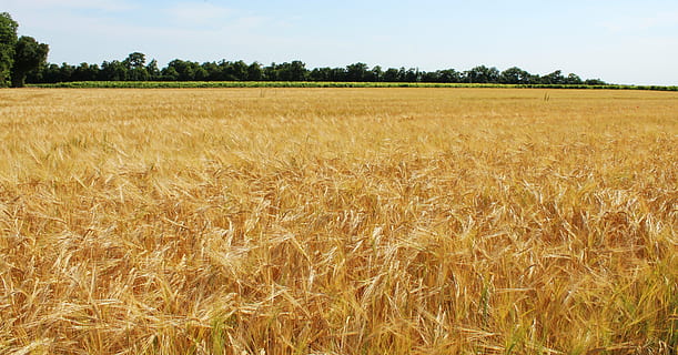 Felder, Weizen, Weizenfelder, Getreide, epi, Landwirtschaft, Kulturen, Feld, Frankreich, Natur, Landschaft, Sommer-, Kornähre, Getreidepflanze, Ernte, ländliche Szene, Land, Pflanze, Himmel, Wachstum, Umgebung, goldfarben, Gerste, Lebensmittel, Schönheit in der Natur, Bauernhof, keine Leute, draußen, reif, Hafer - Ernte, 4K, CC0, gemeinfrei, lizenzfrei