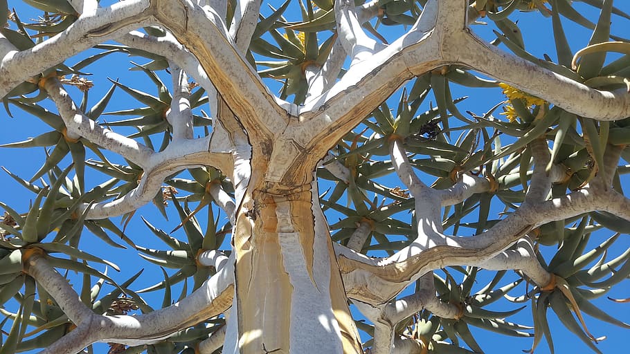 estremiment, arbre, escorça, desert, namibia, kokerboom, viatjar, a l'aire lliure, namib, Àfrica, àrid, planta, vista d’angle baix, naturalesa, cap gent, dia, branca, blau, creixement, patró, cel, llum solar, cel clar, full, part de la planta, marc complet, fons, tronc de l'arbre, fruita, 2K