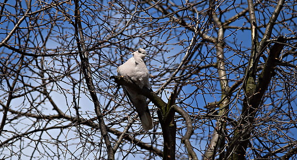 træ, fugl, natur, grene, efterår, parkere, fuglefoderbakke, forår, himmel, et dyr, afdeling, bare træ, dyreliv, dyre temaer, lav vinkel visning, dyr, plante, hvirveldyr, dyr i naturen, ingen mennesker, perching, dag, hvid farve, udendørs, skønhed i naturen, ørn, 4K, CC0, offentligt domæne, royaltyfrie