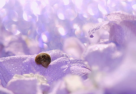 lilla blad plante, snegl, skal, mollusk, tæt, snegl shell, langsomt, snegle skaller, natur, dyr, væsen, hvirvelløse dyr, have, Skov, blomster, græs, makro, bokeh, nødblus, romantisk, romantik, bud, lyserød, lilla, blomst, blomstrende plante, plante, tæt på, skønhed i naturen, selektiv fokusering, vand, dråbe, ingen mennesker, våd, kronblad, friskhed, dyreliv, baggrunde, dyre temaer, udendørs, forår, blomsterhoved, dug, 1080P, CC0, offentligt domæne, royaltyfrie