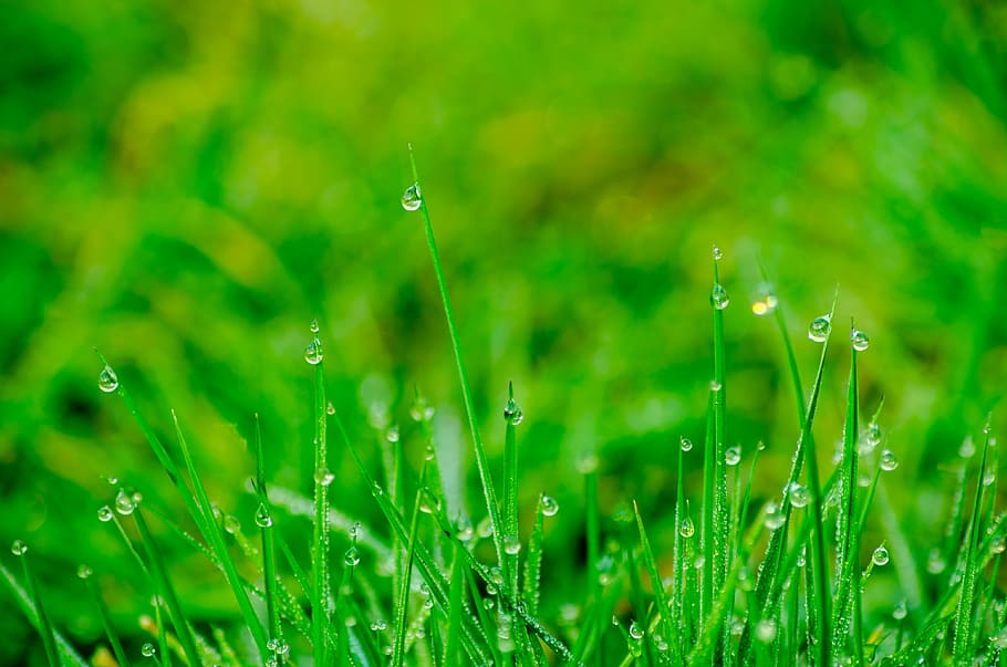 selectiu, foto del focus, verd, herbes, rosada, gotes, durant el dia, herba, pressa, prat, degoteig, jardí, aigua, gota d’aigua, comptes, morgentau, naturalesa, gota de rosada, tancar, gota de pluja, pluja, humit, planta, frisch, fulla d'herba, bokeh, macro, primavera, fons, paparres, tirar, creixement, color verd, bellesa a la natura, frescor, cap gent, primer pla, enfocament selectiu, fragilitat, camp, terra, centrar-se en primer pla, a l'aire lliure, puresa, 4K