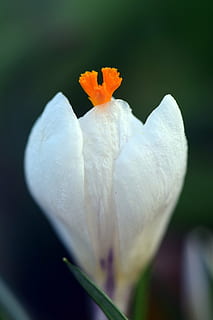 şofran, alb, primăvară, floare, inflori, a inflori, natură, crocus de primăvară, floare de primavara, schwertlilie gewaechs, închide, harbinger al primăverii, frühlingsanfang, flori albe, crocus alb, petală, a închide, frumusețe în natură, creştere, plantă, un animal, nici o persoana, cap de floare, planta cu flori, vulnerabilitate, fragilitate, prospeţime, inflorescenţă, culoare portocalie, zi, selectiv, polen, botanică, în aer liber, portocale, 5K, CC0, domeniu public, fără drepturi de autor