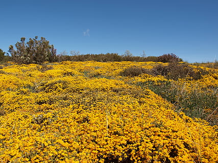 i campi, fiore, giallo, idilliaco, pianta, bellezza nella natura, pianta fiorita, paesaggio, ambiente, terra, natura, nessuno, cielo, scenics - natura, freschezza, albero, la tranquillità, giorno, scena tranquilla, crescita, luce del sole, scena non urbana, all'aperto, primavera, letto di fiori, 2K, CC0, dominio pubblico, privo di copyright
