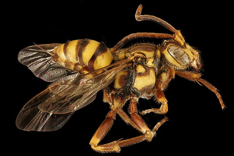 fotografie, galben, negru, planificator de albine, albină, insectă, macro, profil, animale sălbatice, natură, a închide, aripi, montat, nomada fragariae, u, s, studiu geologic, animale tematice, Fundal negru, studio shot, animal, animale în sălbăticie, un animal, nevertebrat, în interior, partea corpului animalului, nici o persoana, artropod, elimina, zoologie, animal aripă, frumusețe în natură, picior de animale, ochi de animale, 1080P, CC0, domeniu public, fără drepturi de autor