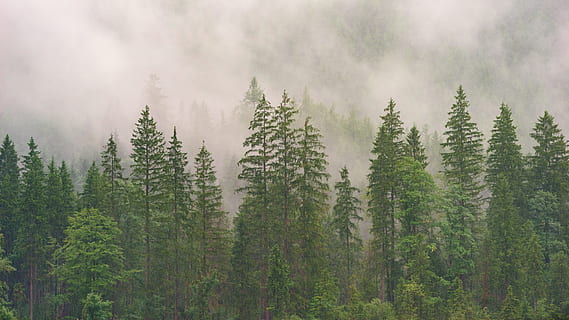 foggy forest, landscape photo, forest, midst, mist, landscape, photo, conifer, evergreen, pine, fir, nature, tree, scenics, outdoors, pine Tree, mountain, beauty In Nature, no People, woodland, wilderness Area, green Color, canada, tranquil Scene, color Image, sky, fog, plant, land, coniferous tree, environment, pine woodland, scenics - nature, day, tranquility, pinaceae, evergreen tree, pine wood, 5K, CC0, public domain, royalty free