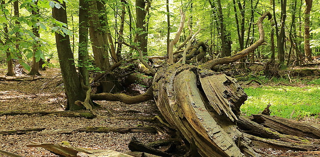 les, Příroda, kořen stromu, vykořenit, strom, starý kořen, morsch, pařez, divočina, hnije, vytáhl, naštvaný, kmen stromu, venku, nikdo, rostlina, přistát, růst, kufr, klid, krása v přírodě, klidné scény, den, zelená barva, rostlinné části, mimoměstské scény, scenics - příroda, dálkový, 4K, CC0, veřejná doména, bez autorských práv