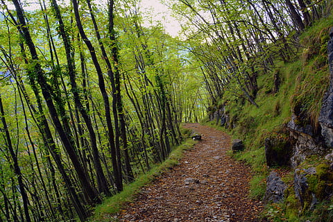 excursie, pădure, toamnă, traseu, Munte, calea europeană, e5, Lessinia, Italia, copac, plantă, teren, frumusețe în natură, liniște, creştere, Culoarea verde, direcţie, cărare, calea de urmat, scenice - natura, natură, o scenă liniștită, nici o persoana, zi, scenă non-urbană, idilic, la distanta, peisaj, în aer liber, bambus - planta, 5K, CC0, domeniu public, fără drepturi de autor
