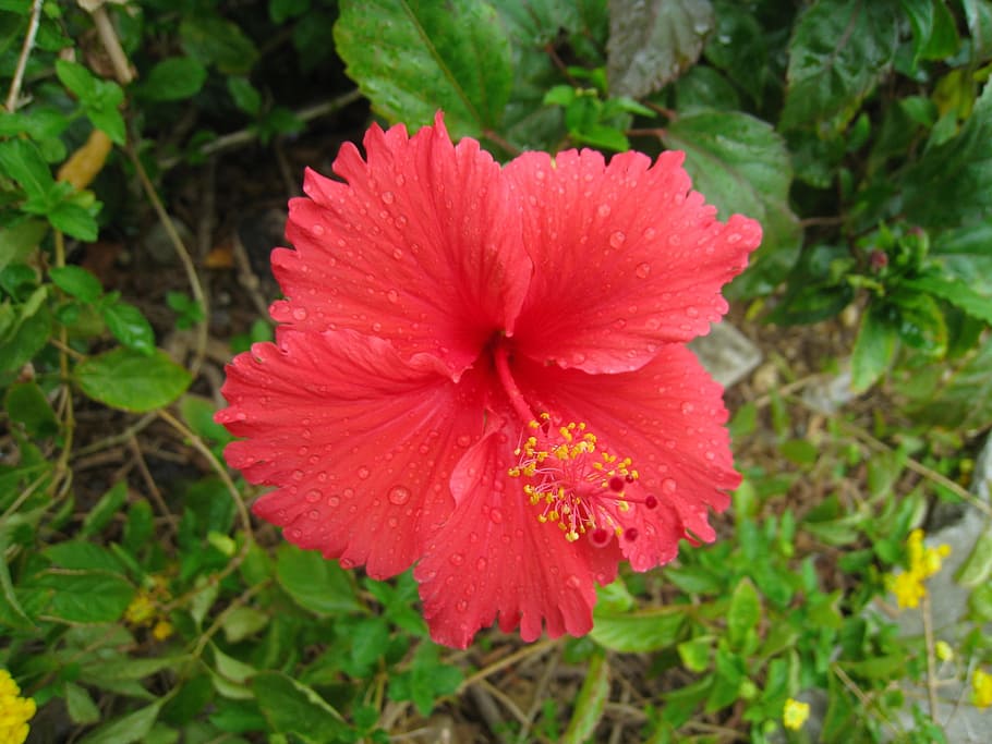 hibiscus, vermell, fulla, vermell, full, verd, gota d’aigua, anomenada, pluja, ishigaki island, illes perifèriques, okinawa, Japó, flor, creixement, pètal, cap de flor, color rosa, fragilitat, planta amb flors, vulnerabilitat, bellesa a la natura, inflorescència, frescor, planta, primer pla, centrar-se en primer pla, pol·len, dia, naturalesa, cap gent, a l'aire lliure, 2K