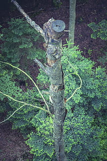 arbre, superior, genial, bosc, alt, estètic, arbre d’arbre, naturalesa, avet, fusta, fulles, risc, corona, branques, tribu, verd, vielblättrig, treballs forestals, perillós, planta, color verd, cap gent, dia, creixement, terra, a l'aire lliure, tronc de l'arbre, tronc, part de la planta, metall, full, branca, tranquil·litat, centrar-se en primer pla, bellesa a la natura, seguretat, 5K, CC0, domini públic, lliure de regalies
