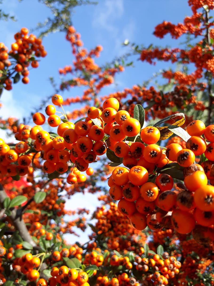 arç, arç, arç blanc, arbre, vermell, cap gent, naturalesa, sota l'aigua, primer pla, fruita, menjar, alimentació saludable, menjar i beguda, rowanberry, creixement, fruites de baies, planta, vista d’angle baix, centrar-se en primer pla, color taronja, dia, frescor, bellesa a la natura, benestar, a l'aire lliure, madur, 4K