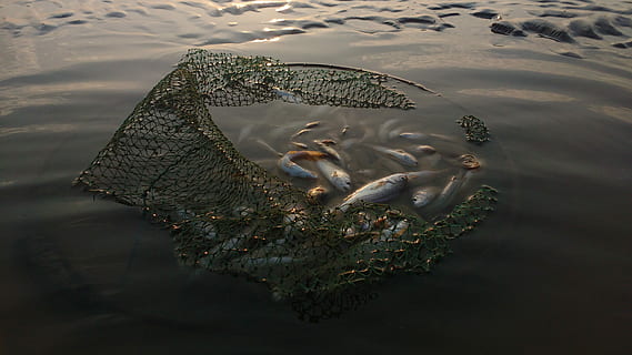 fishy ...., fisk, net, fangst, fiskeri, vand, Fishman, dyr, dyr i naturen, dyre temaer, dyreliv, gruppe af dyr, natur, hvirveldyr, svømning, hav, ingen mennesker, dag, afspejling, høj vinkel visning, undervands-, udendørs, havnefronten, marine, munden åben, 4K, CC0, offentligt domæne, royaltyfrie